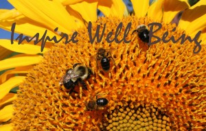 bees on sunflower inspire2